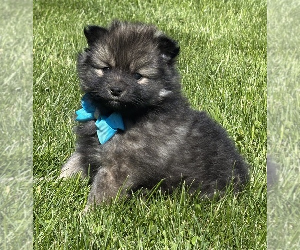 Medium Photo #9 Pomeranian Puppy For Sale in ROCK STREAM, NY, USA