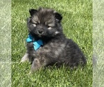 Small #8 Pomeranian