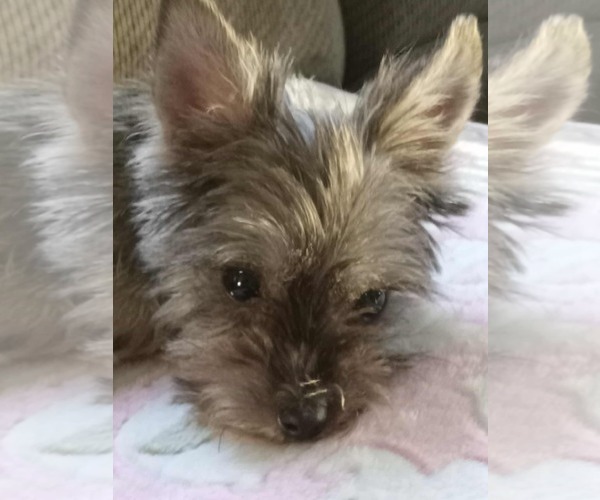 Medium Photo #3 Mutt Puppy For Sale in pomfret, CT, USA