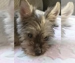 Small #2 Mutt