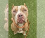 Small American Pit Bull Terrier Mix