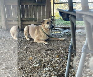 Kai - Male Black Mouth Cur-Unknown Mix Dog for Adoption - Photo #3