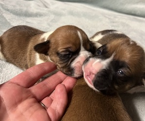 Boxer Puppy for sale in WOODBURY, TN, USA