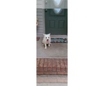 Small Photo #3 American Eskimo Dog Puppy For Sale in CLARKSVILLE, TN, USA