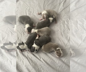 Boston Terrier Puppy for sale in HOWELL, NJ, USA