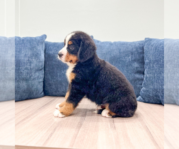 Medium Photo #4 Bernese Mountain Dog Puppy For Sale in DUNDEE, OH, USA