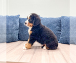 Small #3 Bernese Mountain Dog
