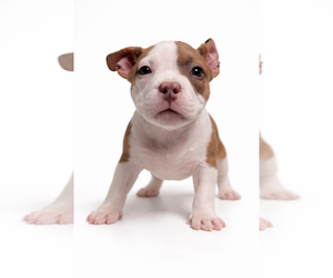Medium American Bully