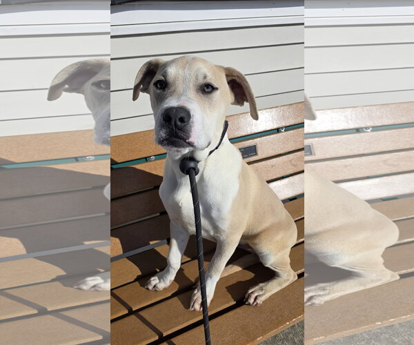 Medium Photo #6 Mutt Puppy For Sale in Rockaway, NJ, USA