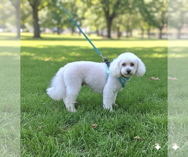 Medium Photo #16 Bichon Frise Puppy For Sale in Plantation, FL, USA