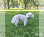 Small #15 Bichon Frise