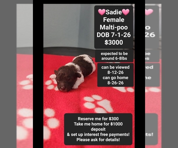 Medium Photo #1 Maltipoo (Toy) Puppy For Sale in TUCSON, AZ, USA