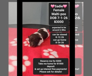 Maltipoo (Toy) Puppy for sale in TUCSON, AZ, USA