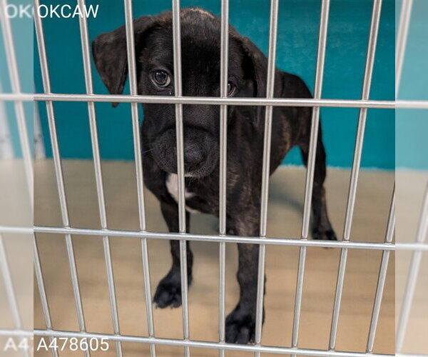 Medium Photo #1 Mutt Puppy For Sale in Oklahoma City, OK, USA