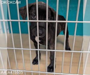 Mutt Dogs for adoption in Oklahoma City, OK, USA