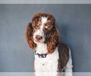 Father of the Poodle (Standard) puppies born on 07/17/2025
