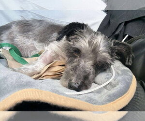 Timothy TX - Male Mutt Dog for Adoption - Photo #22