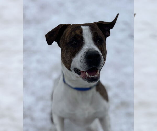 Medium Photo #5 Mutt Puppy For Sale in Webster, WI, USA