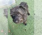 Small Photo #3 Poodle (Miniature)-Unknown Mix Puppy For Sale in Tempe , AZ, USA