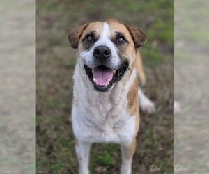 Murray - Male Mutt Dog for Adoption - Photo #7