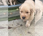 Small #2 Golden Retriever