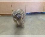 Small Cairn Terrier Mix