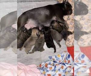 Mother of the French Bulldog puppies born on 02/06/2024