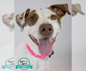 Pointer-Unknown Mix Dogs for adoption in Kennesaw, GA, USA