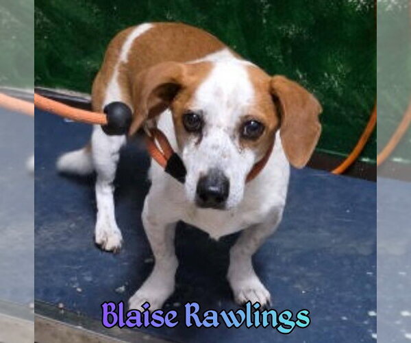 Medium Photo #9 Doxle Puppy For Sale in San Antonio, TX, USA