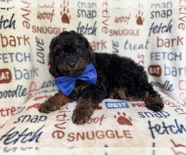 Medium Photo #2 Cockapoo (Miniature) Puppy For Sale in LAKELAND, FL, USA