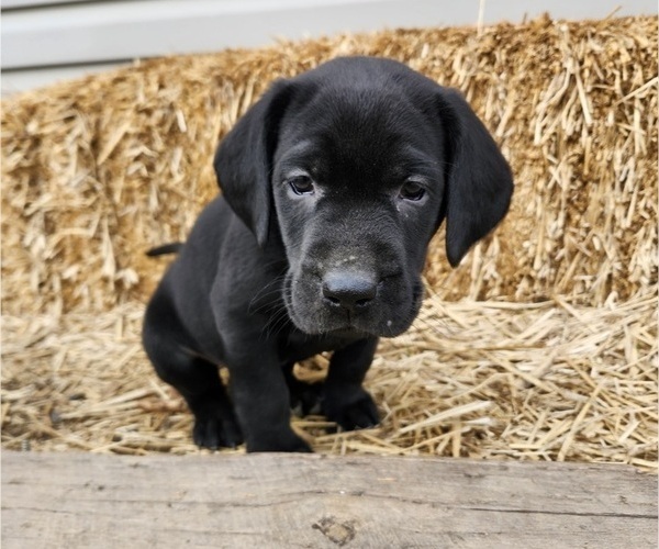 Medium Photo #12 Labrador Retriever Puppy For Sale in BARRON, WI, USA