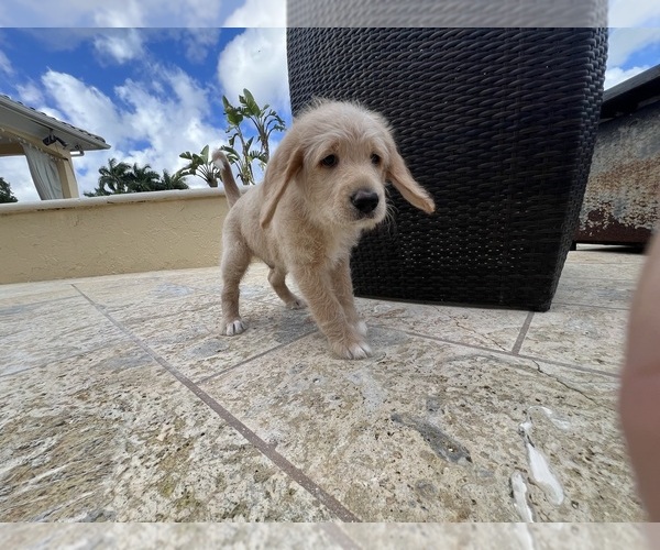 Medium Photo #9 Labradoodle Puppy For Sale in FORT LAUDERDALE, FL, USA