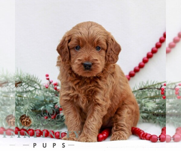 Medium Photo #3 Goldendoodle (Miniature) Puppy For Sale in NARVON, PA, USA