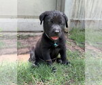 Small #5 Labrador Retriever Mix