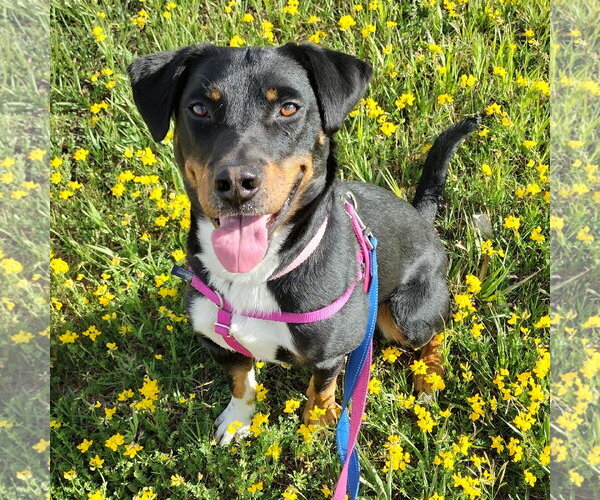 Medium Photo #3 Mutt Puppy For Sale in Fargo, ND, USA