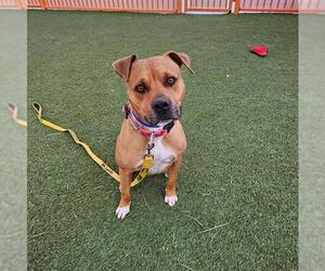 Mutt Dogs for adoption in Las Vegas, NV, USA