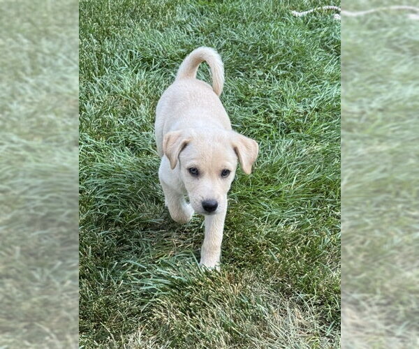 Medium Photo #2 Labrador Retriever-Unknown Mix Puppy For Sale in MIDWAY, UT, USA