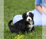 Small #6 Bernedoodle