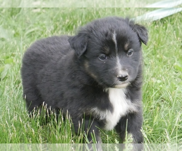 Medium Photo #1 Australian Shepherd Puppy For Sale in FLAT ROCK, IL, USA