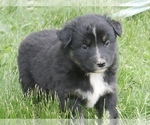 Puppy Bruce Australian Shepherd