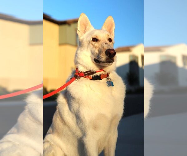 Medium Photo #1 Mutt Puppy For Sale in  Ramona, CA, USA