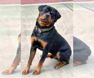 Rottweiler Dogs for adoption in MOHNTON, PA, USA