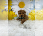 Small #7 Poodle (Toy)