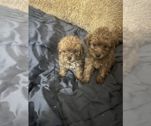 Maltipoo (Miniature) Puppy for sale in VENETA, OR, USA