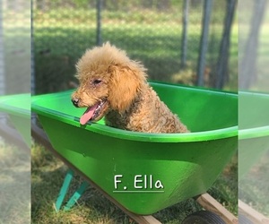 Poodle (Miniature) Puppy for sale in NATHALIE, VA, USA