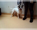 MAXX - Male Mutt Dog for Adoption - Small photo