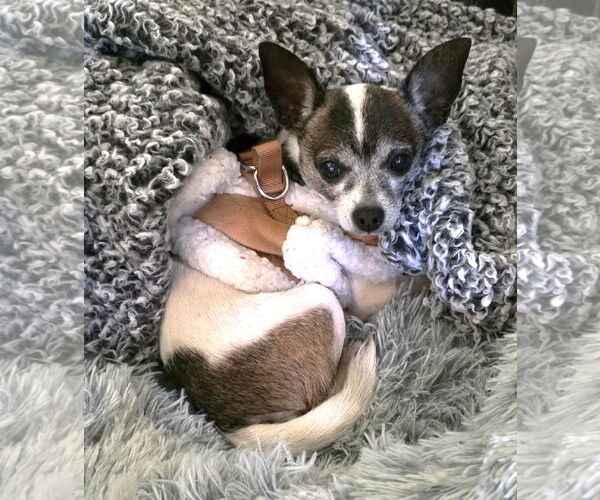 Medium Photo #7 Chihuahua-Unknown Mix Puppy For Sale in Boonton, NJ, USA