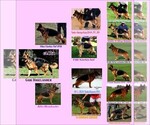 Small #37 German Shepherd Dog