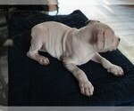 Small #4 American Bully