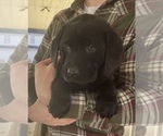Small Labrador Retriever